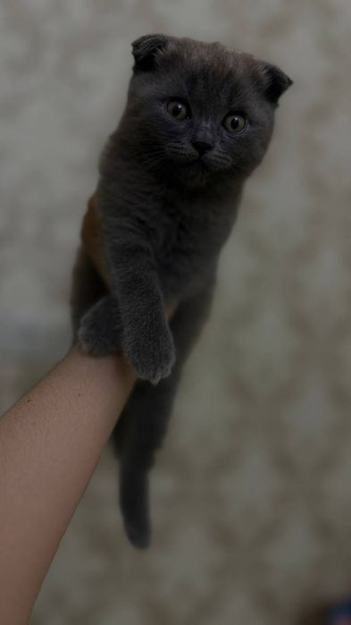 Zoti:Scottish Fold va Scotish okrasi:chiroyli kulramg
Yoshi: 2 oylik
J