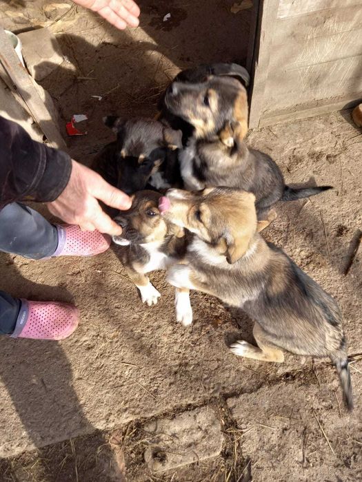 Предлагат се 4 момченца