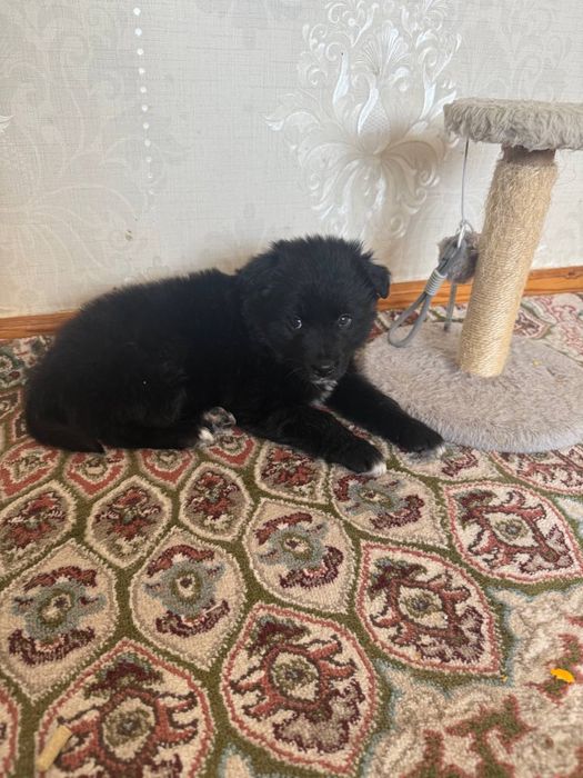 Самый красивый щенок в добрые руки