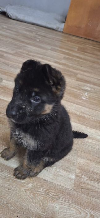 Щенки немецкой овчарки