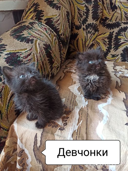 Отдам даром котят