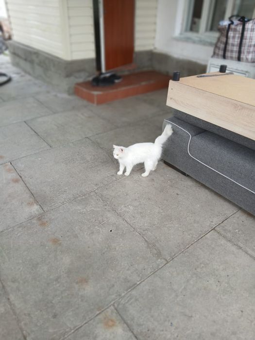 Отдам кошку в добрые руки