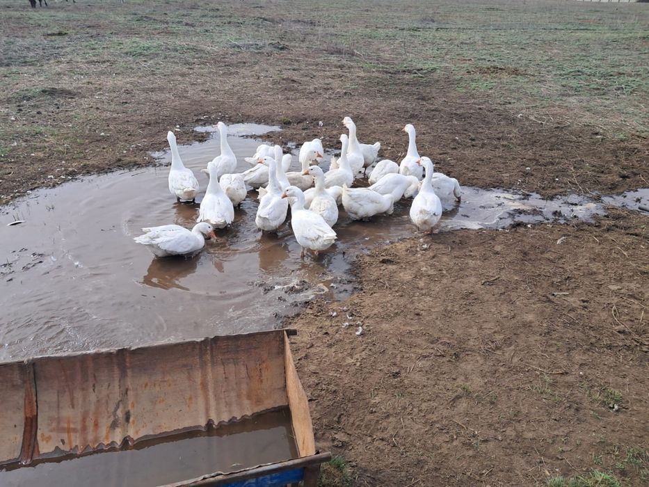Продам гусей 20 шт
