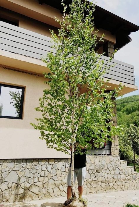 Copaci ornamentali 3-5m,livrare gratuita