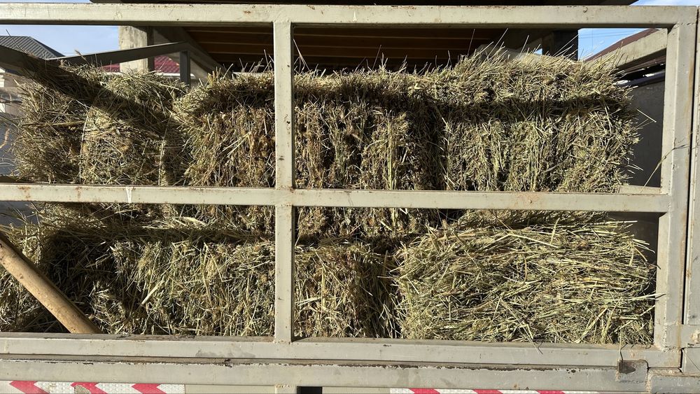 Жоңышқа 2000 тнг.