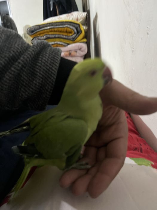 Срочно продам ожирелье ручной