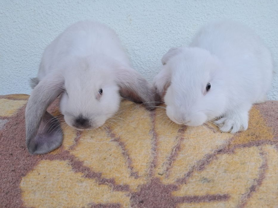 De vânzare berbec german de 2 luni, 2 femele și 3 masculi, caută casă nouă, relații la 0761335094