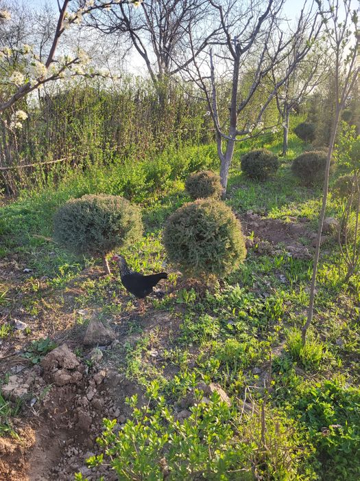 Ёлкы кошет сатылады местный