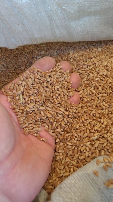 Продам пшеницу сухую