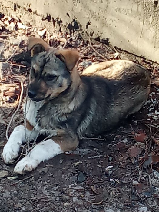 Отдам в хорошие руки