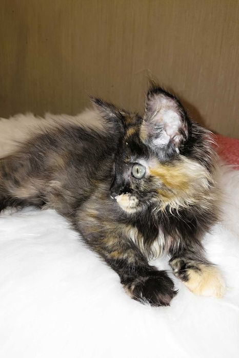 SHANEL – Fetiță Maine Coon Tortie | 3 luni | Pedigree | www.lynxrunecode.com