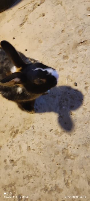 Karlik sames (erkak)