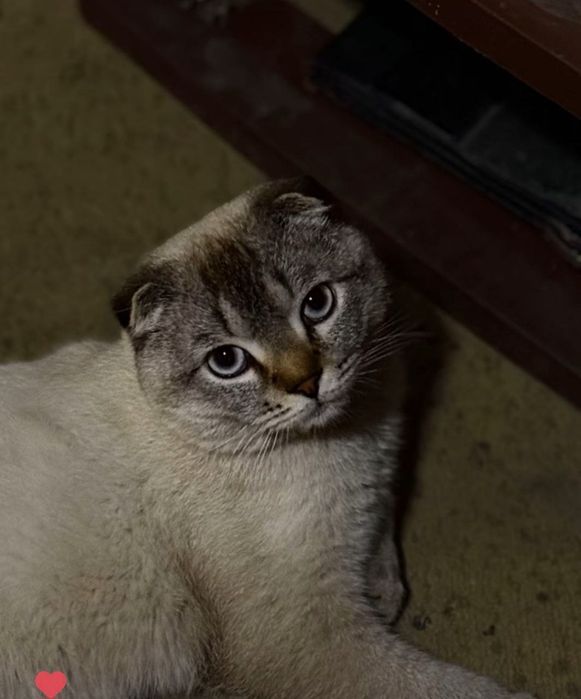 Scottish foldd mushuk