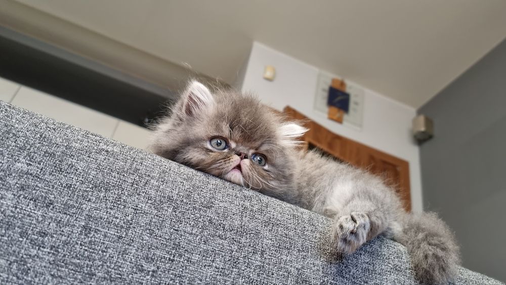 Персийско коте родено на 23.05.26г.