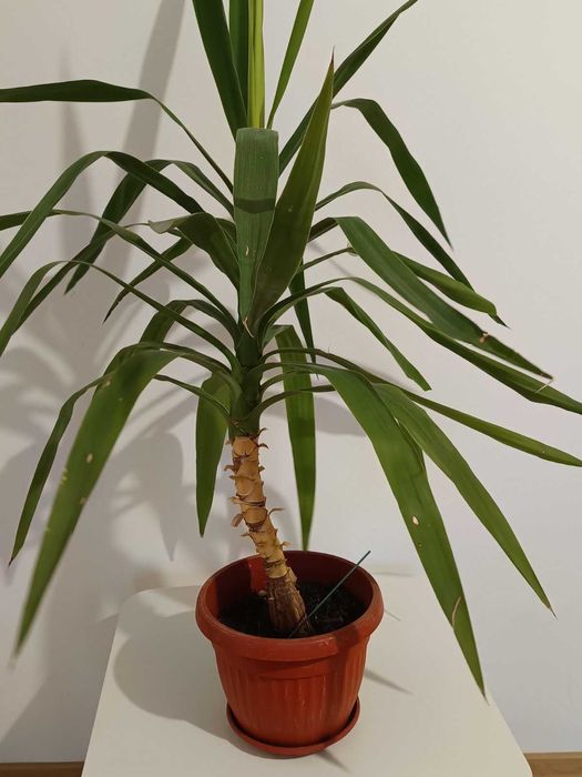 Стайно растение Юка