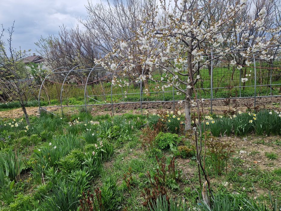 Vila individuala Bragadiru