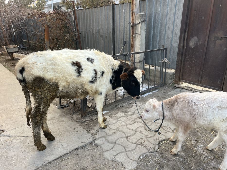 Тана мен бузау сатам