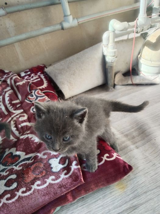 Отдам котят . Каскелен