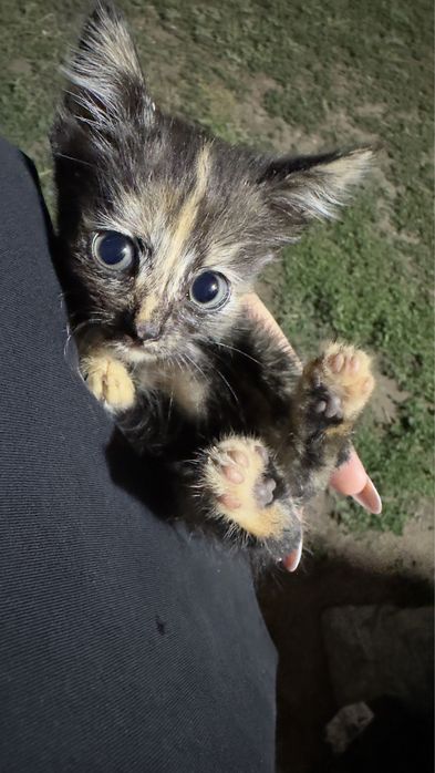 Котята бесплатно кошка