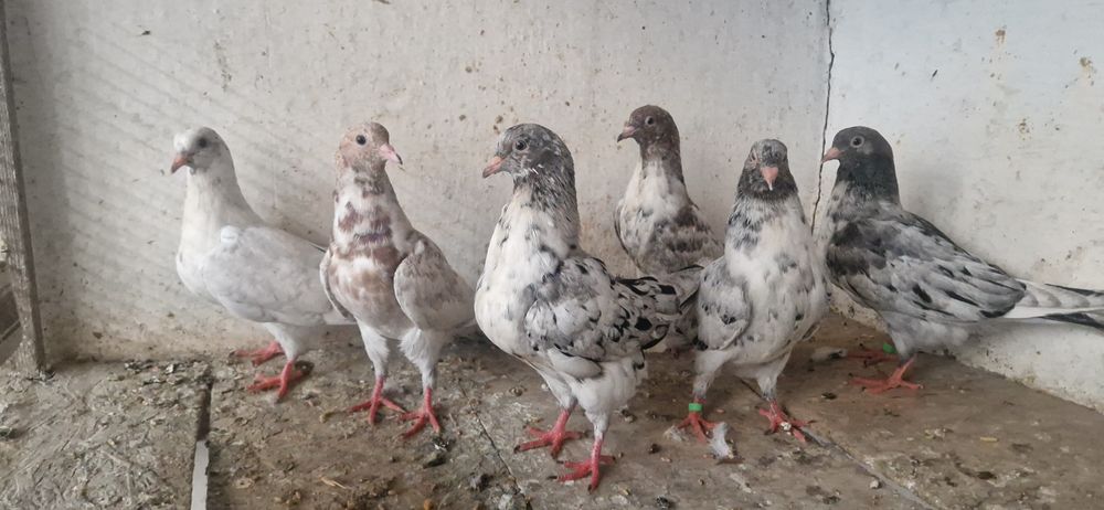 Челкари молодые.    .