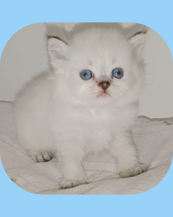 Котёнок Колор Поинт серебристый хайленд копия папа