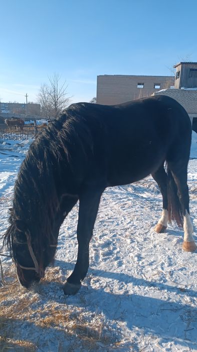 Племеной Жеребец Данчак