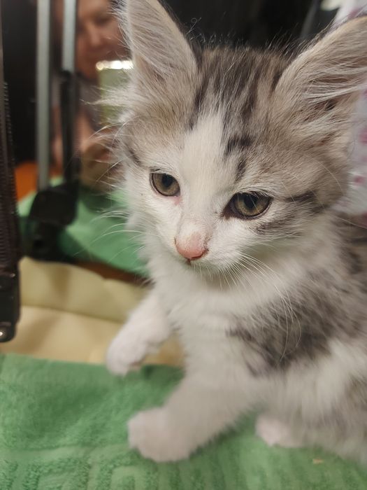 Котёнок,маленький,1.5месяца,мальчик