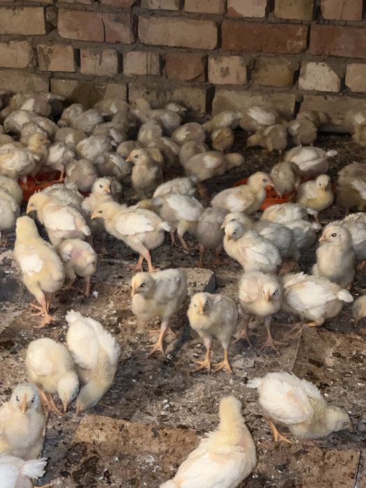 Joja broller sogʻlom