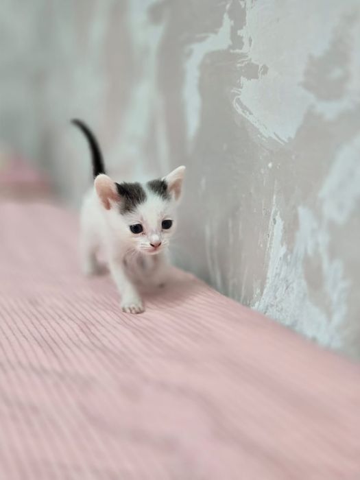 Отдам котят в добрые руки
