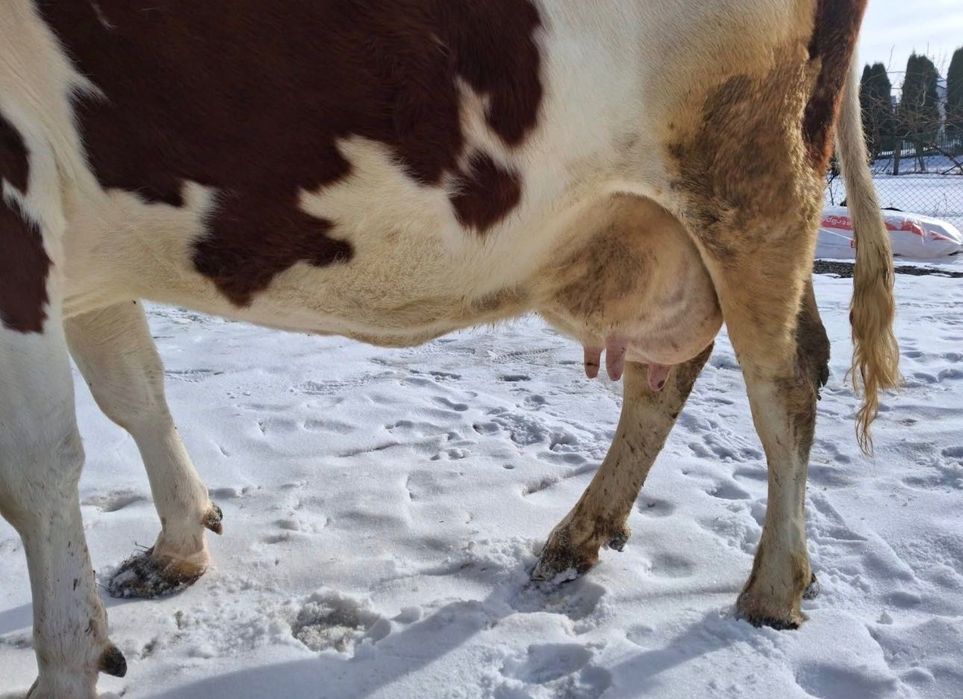 Продам корову стельная,,,