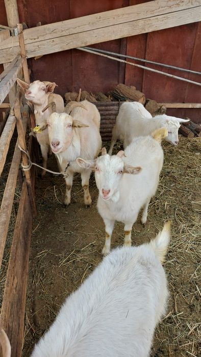 Зааненский ешкілер