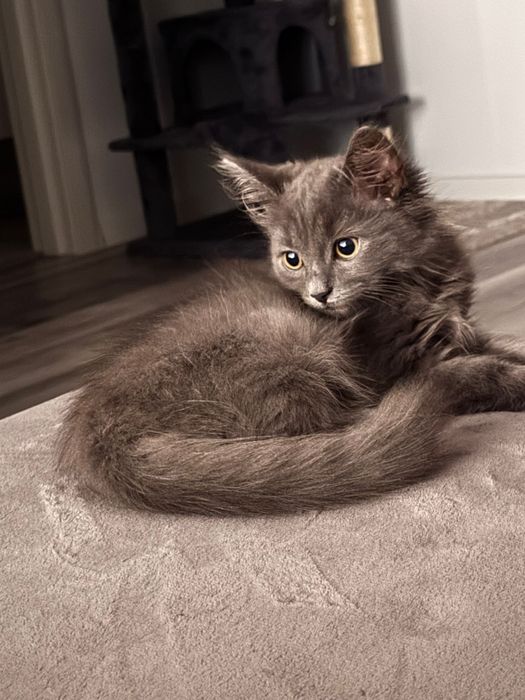 Vand Siberiana de padure