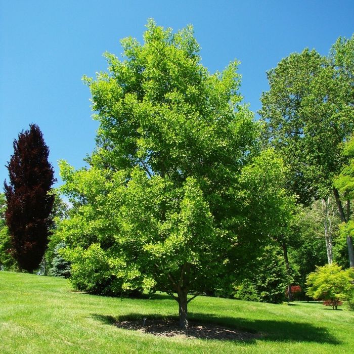 Pomi ornamental  ginkgo biloba  mariken