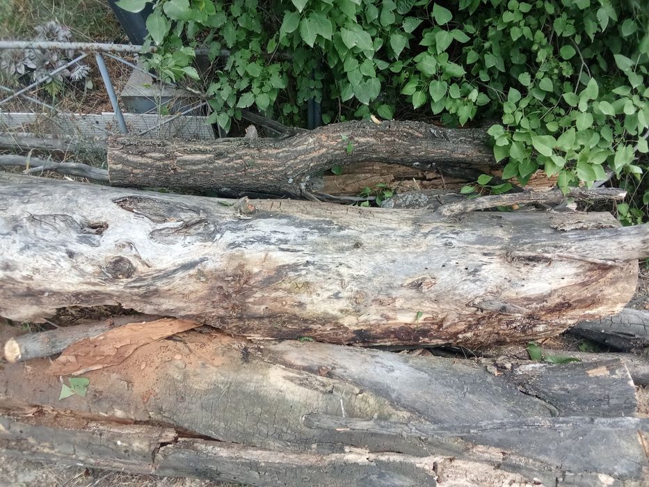 Камазбен сатамын