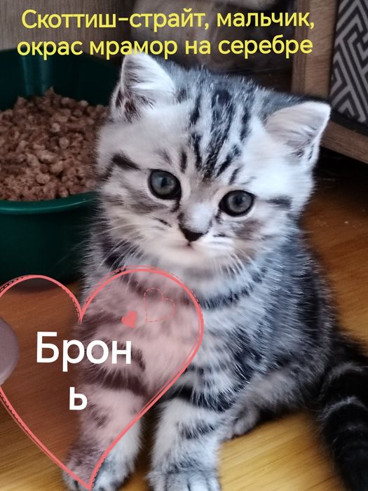 Шотландские котята