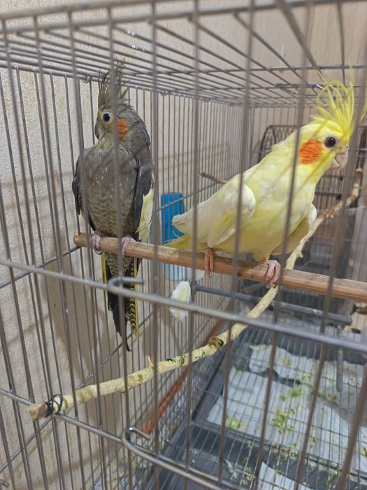 Папугай карелла пара