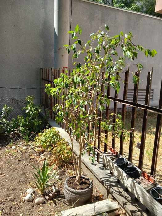 Екзотична Палма дръвче