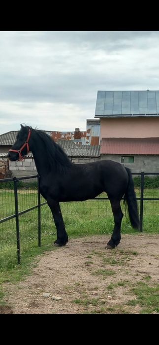 Iapa frizian gestanta pedigree Olanda