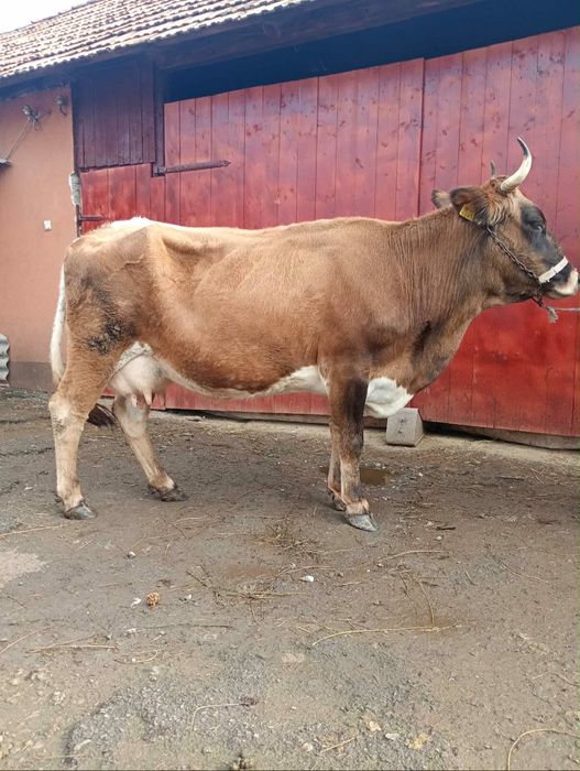 Vand vaca fatata recent