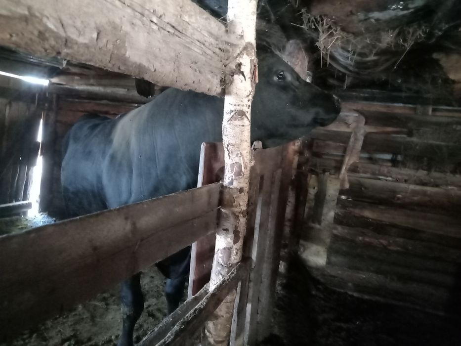 Продам быка с откорма 2.5 года