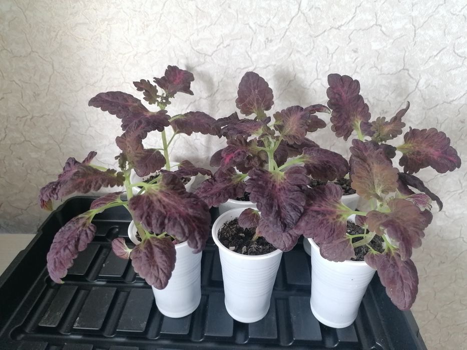 Молодые комнатные растения