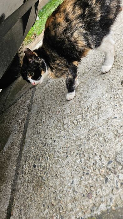 Urgent! Spre adopție pisica!