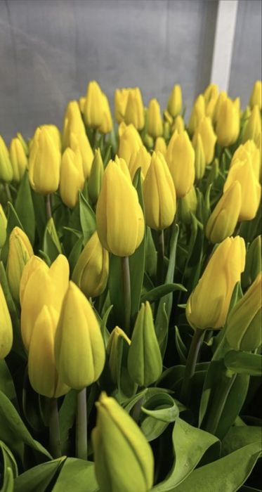 Продаем свежие тюльпаны оптом и в розницу