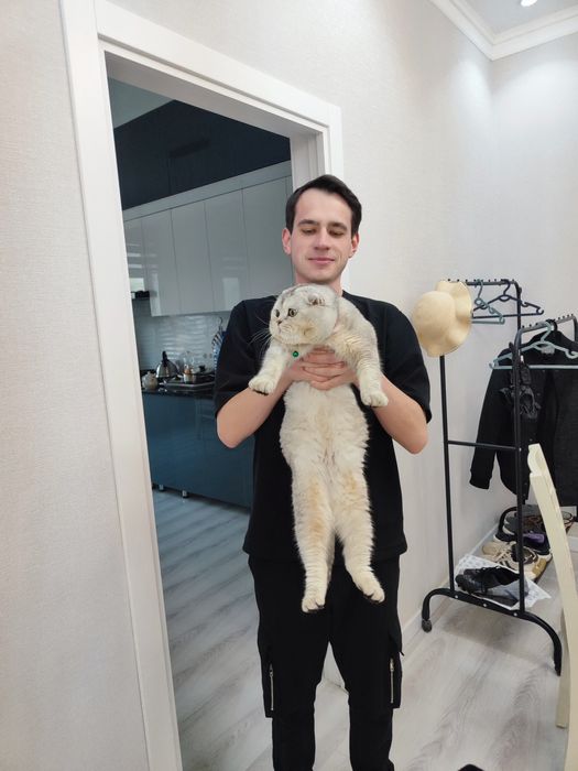 Шотладский серебристый веслоухий скотиш с паспортом