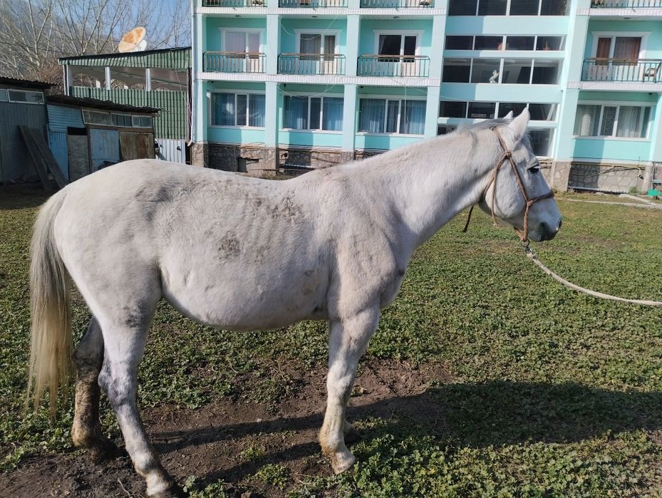 Продам коня.недорого. самовывоз.алмарасан