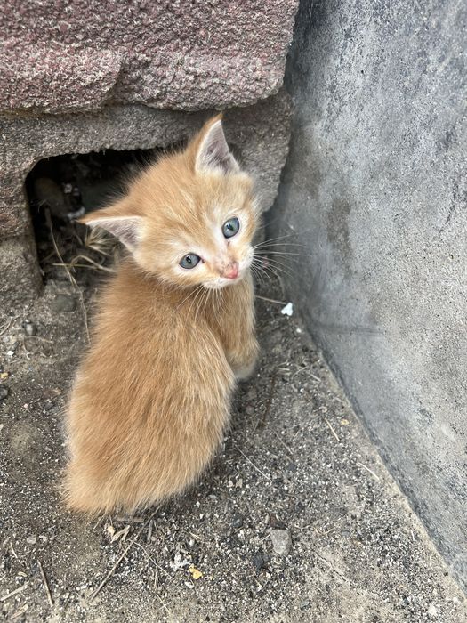 Котёнок рыжий мальчик