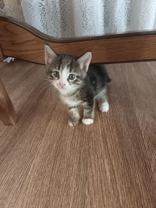 Котята домашние, добрые игривые