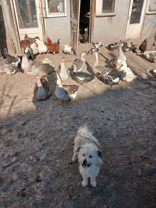 Capre . Iezi . Gâște si rate