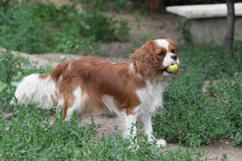 Великолепные щенки Кавалер Кинг Чарльз Спаниеля, продажа