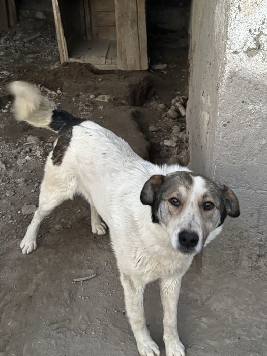 Отдам в хорошие руки